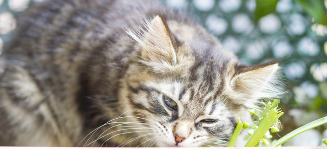 褐色的小狗的皮毛的西伯利亚狗玩猫抓柱