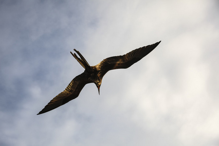 一只华丽的军舰 军舰 magnificens 飞