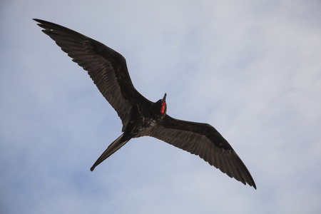 一只华丽的军舰 军舰 magnificens 飞