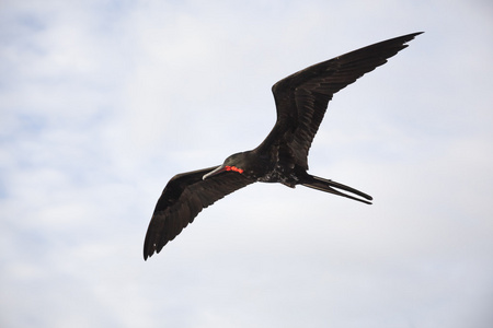 一只华丽的军舰 军舰 magnificens 飞