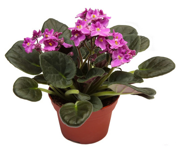 紫罗兰。家庭室内植物在花盆里孤立在白色背景上