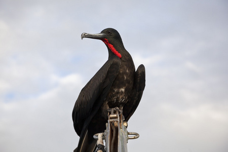 一只华丽的军舰 军舰 magnificens 飞