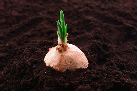 在土壤特写发芽的洋葱