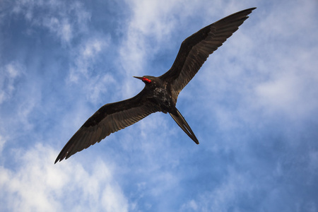 一只华丽的军舰 军舰 magnificens 飞