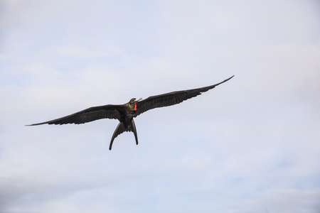 一只华丽的军舰 军舰 magnificens 飞