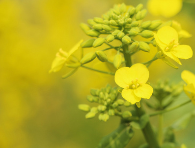 油菜种子花