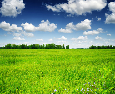 绿色的田野和森林下蓝色的天空和洁白的云朵