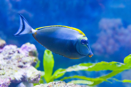 可爱的鱼在水族馆