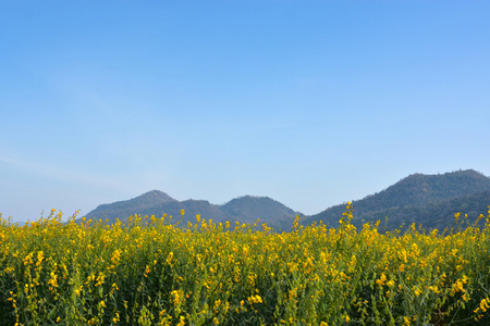 黄色油菜花和湛蓝的天空