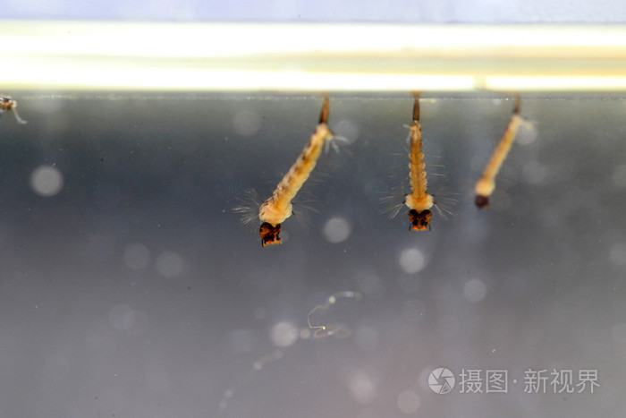 亚洲虎蚊子白纹伊蚊幼虫在日本