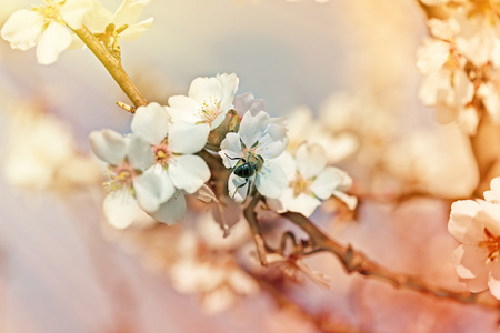 对果树花蜂蜜蜂