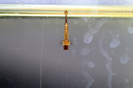 亚洲虎蚊子 白纹伊蚊 幼虫在日本照片