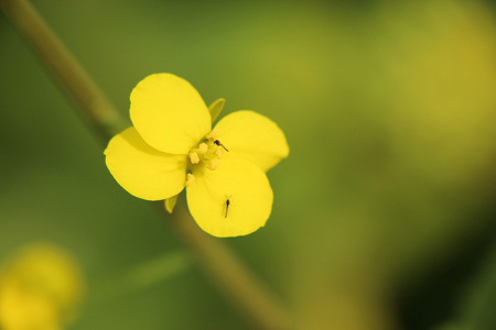 油菜种子花