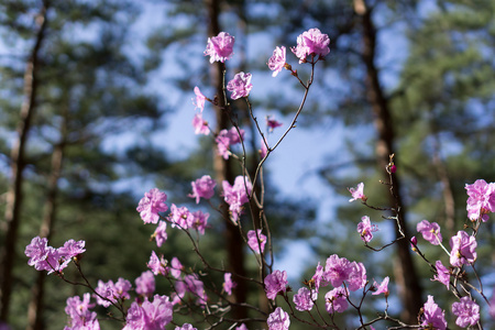 杜鹃花驯化