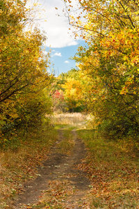 通路在秋天的森林中
