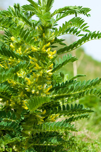 sthorn. vinelike. astragalus sieversianus. Kazakhstan. Tien Sh