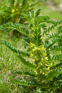 sthorn. vinelike. astragalus sieversianus. Kazakhstan. Tien Sh