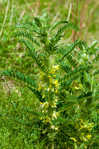 sthorn. vinelike. astragalus sieversianus. Kazakhstan. Tien Sh