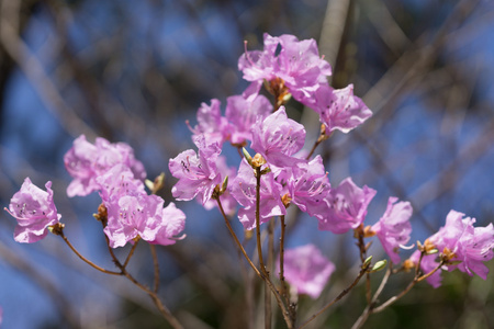 杜鹃花驯化