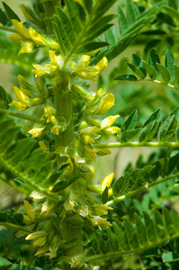 sthorn. vinelike. astragalus sieversianus. Kazakhstan. Tien Sh