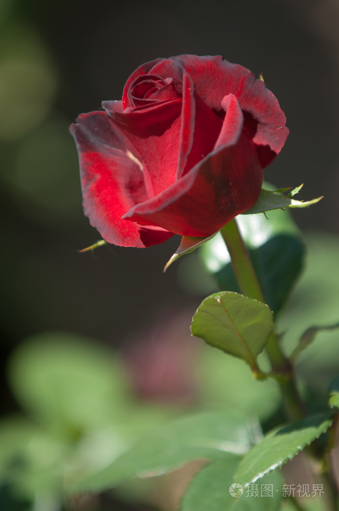 一种带刺的灌木或灌木,通常带有红色,粉红色,黄色或白色芳香的花,原