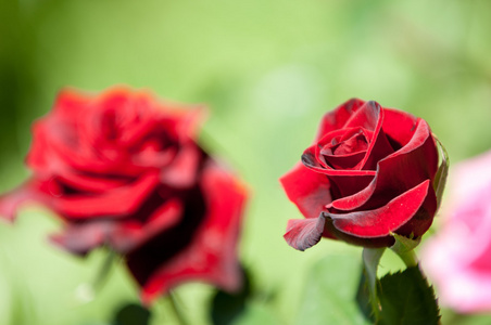 玫瑰。 一种带刺的灌木或灌木，通常带有红色粉红色黄色或白色芳香的花，原产于北温带地区。