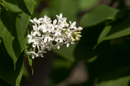 丁香花