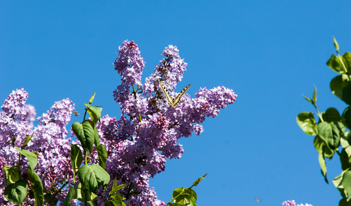 丁香花。燕尾蝶马钱子照片是在公园里拍的