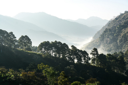 林间雾和山地景观