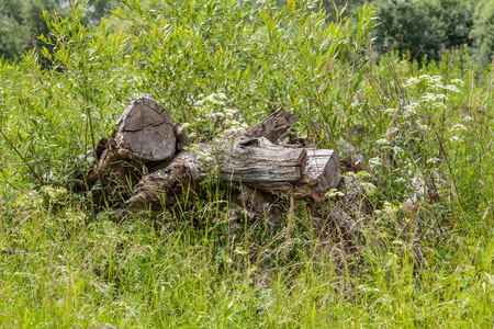 绿草地上树桩