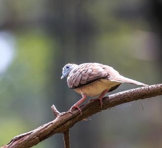 斑马鸽子停栖在树上