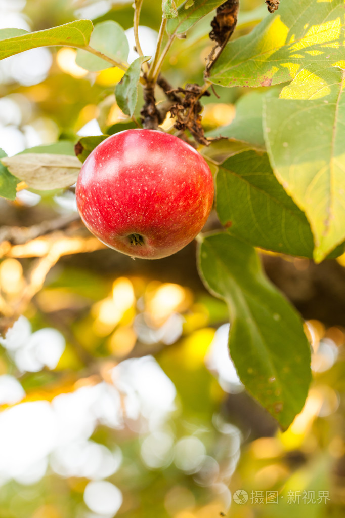 树上熟透的苹果