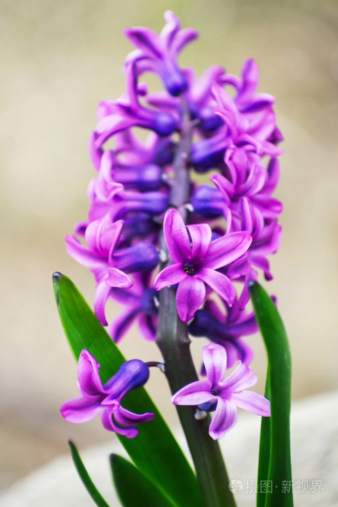 在花园里的紫色风信子