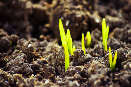 春天发芽图片