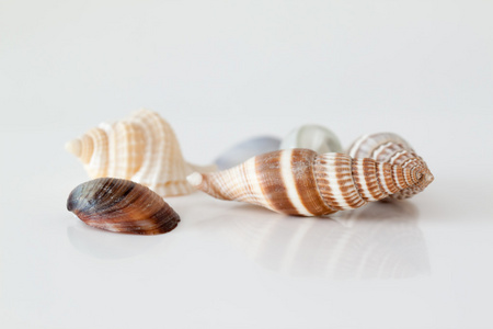 海洋甲壳动物的贝壳