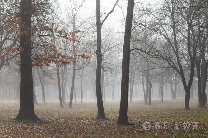 冬天的景色，在森林里