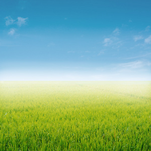 稻田图像和蓝天背景使用。