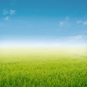 蓝天稻田图片-蓝天稻田素材-蓝天稻田插画-摄图新视界