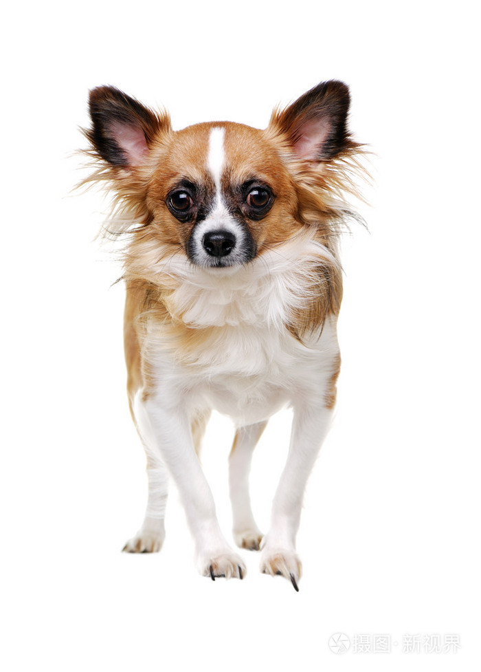 白色背景上的站只吉娃娃狗的正面肖像