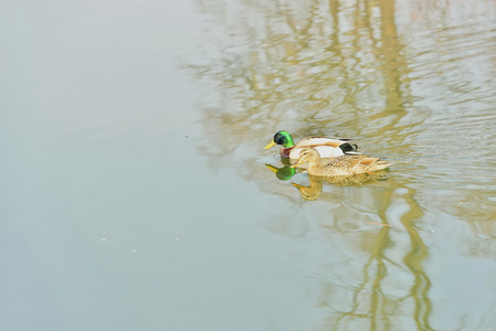 鸭子在湖上