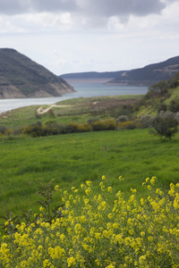 黄色的花开在背景的山区河流的绿色山谷