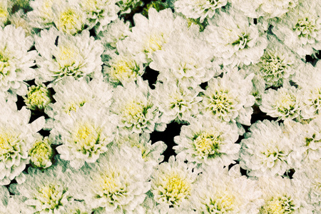 花园里的白色菊花花