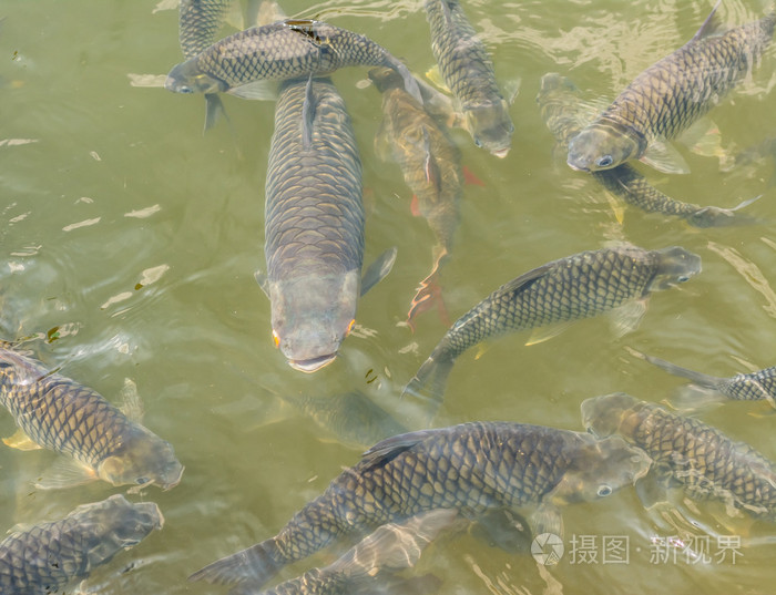 在池塘里喂养许多野生鲤鱼的图像.