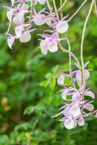 石斛 primulinum，热带花卉的兰花花