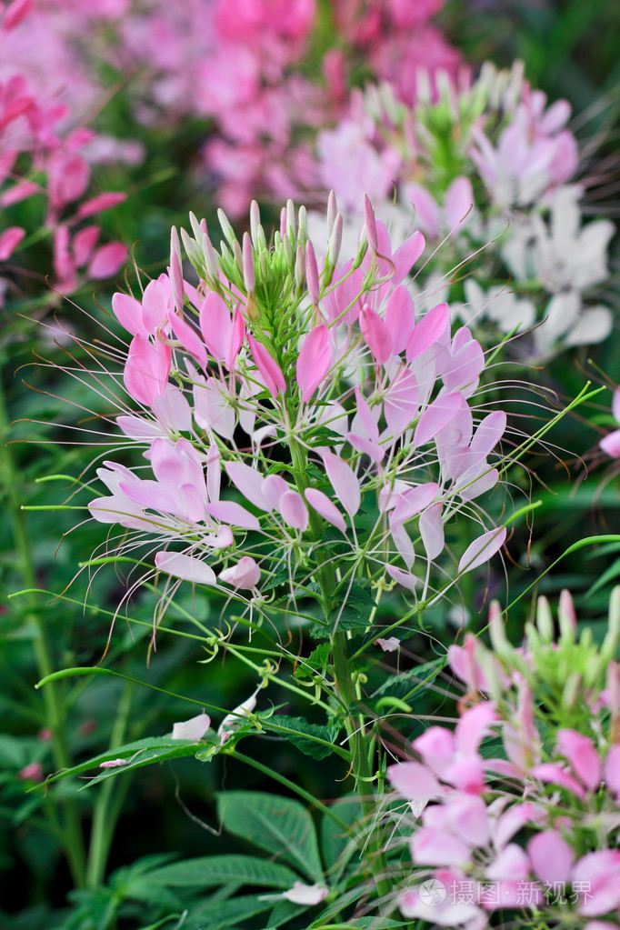 醉蝶花高度图片