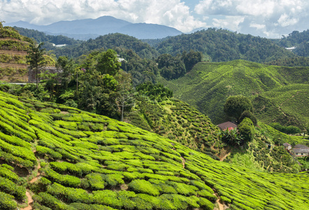 金马仑茶园