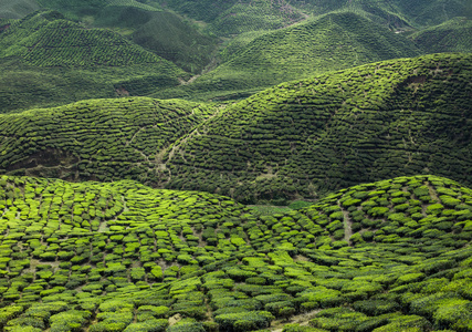 金马仑茶园