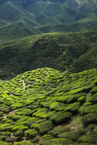 金马仑茶园