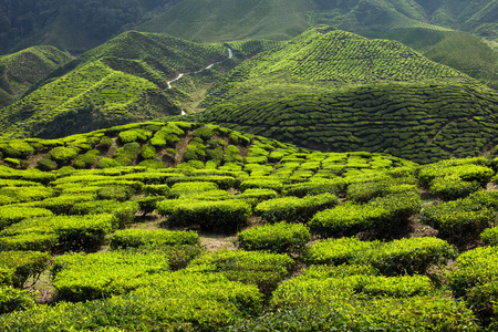 金马仑茶园