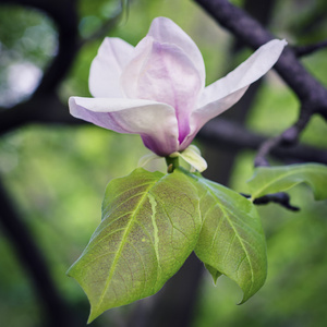 白玉兰花